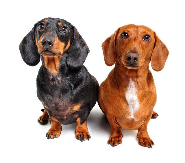 rkarpa_061010_dog2068 – cropped